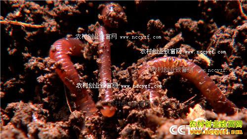 Ů��ʿΪ�η�����������н