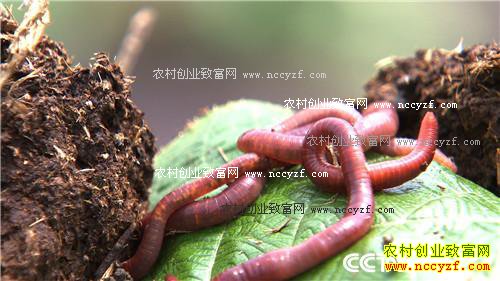 [�¸���]��������Ů��ʿ����Ƽţ�������ʵ�ֲƸ�����