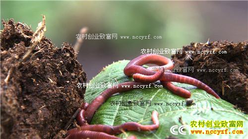 Ů��ʿΪ�η�����������н