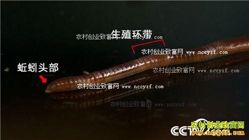 Ů��ʿΪ�η�����������н