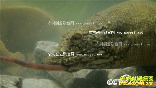 Ů��ʿΪ�η�����������н