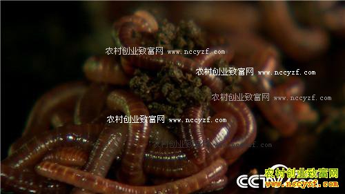 Ů��ʿΪ�η�����������н