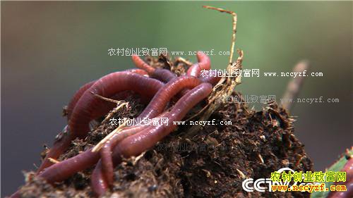 Ů��ʿΪ�η�����������н