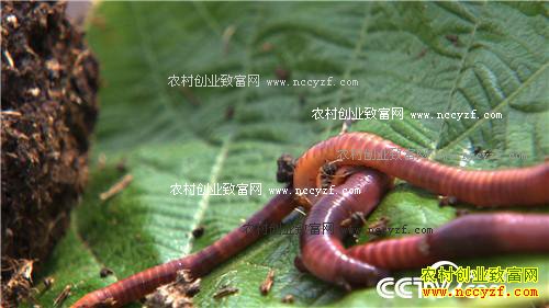 Ů��ʿΪ�η�����������н