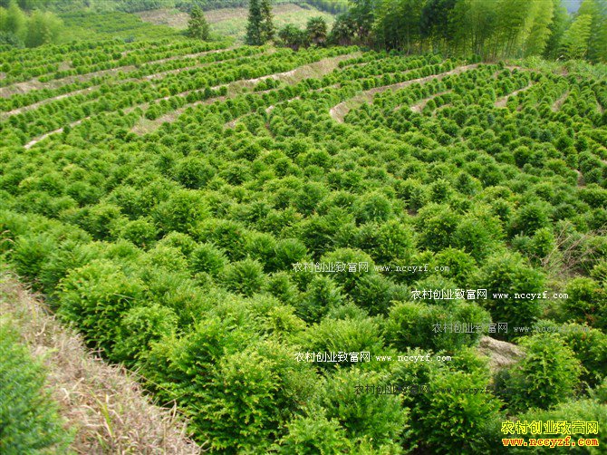 �¸��ð�������ֲ�춹ɼ �¸��п�ɽ