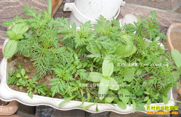 �ӱ�������ƽҰ���߲����Դ���·