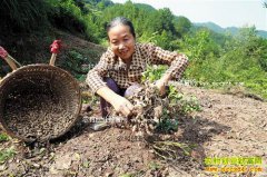 �����������׻������� ÿ����۸�7Ԫ