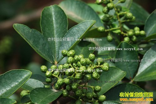 �Ĵ��������ͷ��壺��ֲ�໨����ũ���¸�����Ŀ