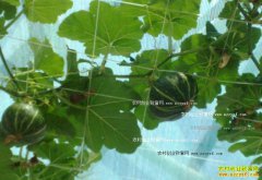 �����Ϲ��������Լ���Ҫ��