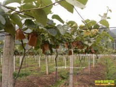 �Ĵ��˱���ѧ�����������ֲ⨺���������210��