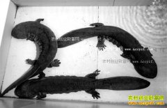 ���챱�������ɷ���������ֳ������