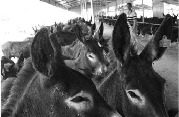 ɽ������:ë¿��ֳ��ũ�¸����¸�����Ŀ