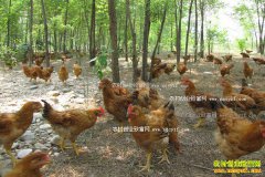 ������ԭ֣������������һ��׬��40��