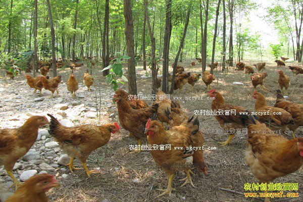 ������ԭ֣������������һ��׬��40��