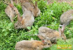 �����뽭����ֹ�԰��Ұ����̬�������¸�