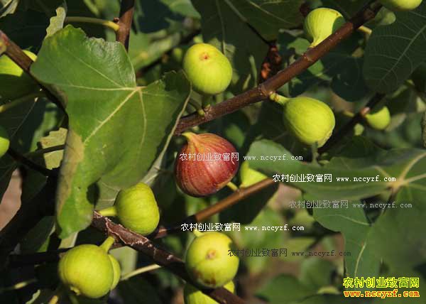 �����ϲ�����ֲ�޻�����ũ����ƶ�¸�����Ŀ