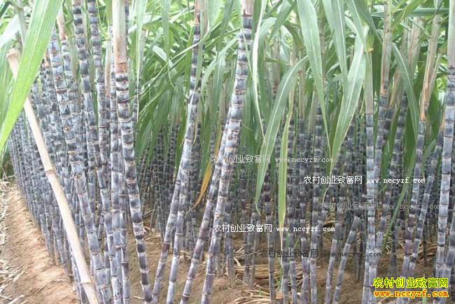 �������������������������ֲ���������¸�