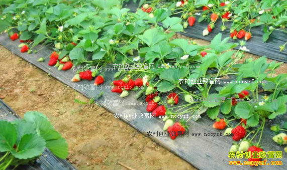 ���������ź�÷�ֲ�ݮ����������ǧ��ô��������¸�