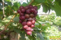 ɽ��۰��:��ֲ�������ѳ�ũ���¸�����Ŀ