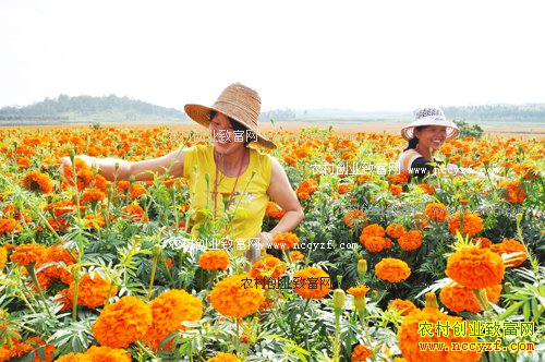 ������������ֲ���پ�һĶ������3000��Ԫ