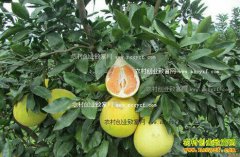 ������ƽ��̲�壺������ֲ��ũ���¸�����Ŀ