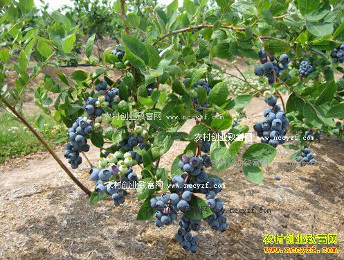 ��������ľ������ݮ��ֲ��ũ���¸�����Ŀ