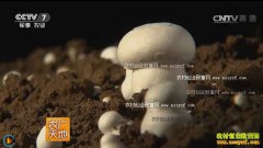 [ũ�����]ţ����ֲ˫�߹�������Ƶ