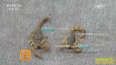 [ũ�����]��ʽ��Ы�Ӽ�����Ƶ