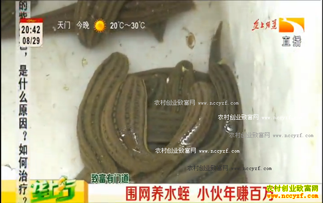 ��������¢������ֳ�¸��ð�����Ƶ��Χ����ˮ�� С����׬����