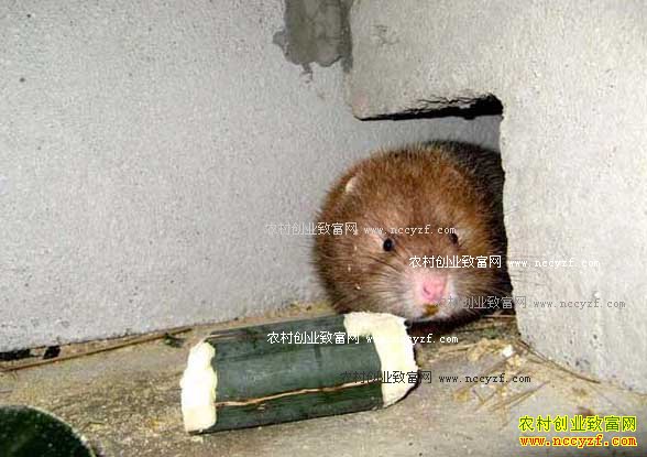 ���Ͻ����ء�������������ƽ��ֳ�����괿����40��Ԫ