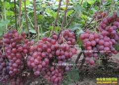 ���Ѽ۸�����Ԥ�⣺˫���ڼ����Ѽ۸���������