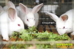 ������׬Ǯ������ҵδ�����չ����