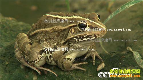 ���ɫ�ĲƸ�