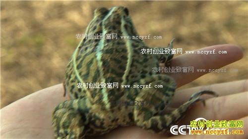 ���ɫ�ĲƸ�