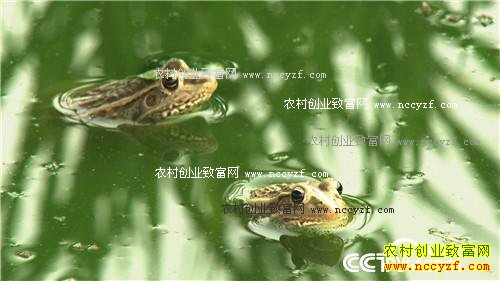 ���ɫ�ĲƸ�