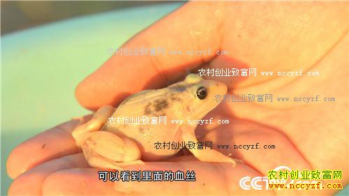 ���ɫ�ĲƸ�