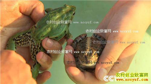 ���ɫ�ĲƸ�