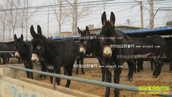 ��������Ƽ����¿�¸�������