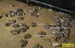 [ÿ��ũ��]�㽭��Ȫ����ɽ��ˮ����ʯ��