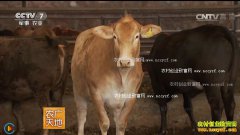 [ũ�����]����ţ��ֳ������Ƶ