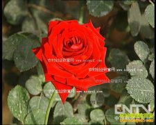 [ũ�����]�л���õ�������ֲ������Ƶ