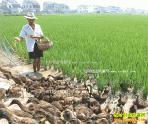 ���ջ�ɽ����ȫ������Ѽ ����Ѽ��Ч���