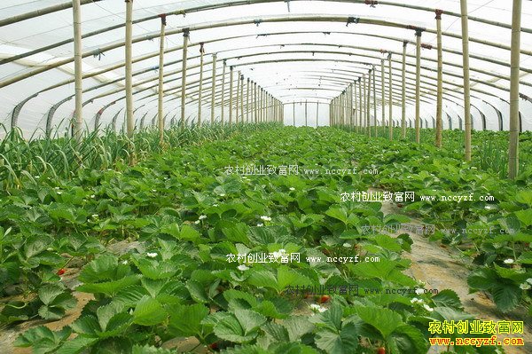 ��ݮ��ֲ���������������ݮҪʩ�����