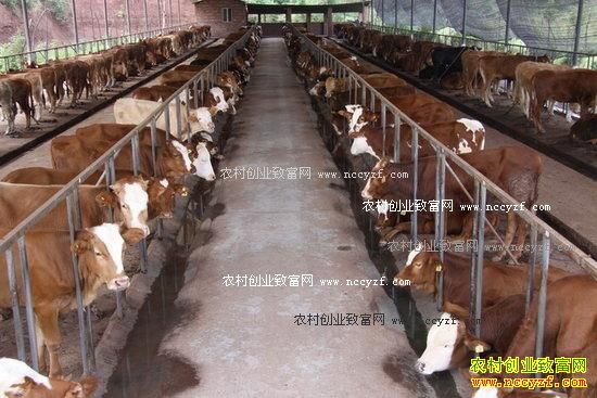 ��ֳ30ͷ��ţ��ҪͶ�ʶ���Ǯ��Ч����٣�