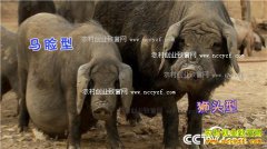 [�¸���]���ռ�Ϫ��������ֳ��Ϫ�������ֵ500����