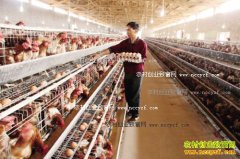 ���������ų������������¸���