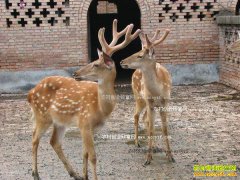 �ӱ��е��Ժ����ֳ÷��¹���¸���