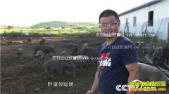 [�¸���]���ɹź��ױ����Ժ�����������300��Ԫ