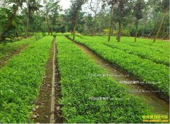 ��ֲʲô��ľ׬Ǯ����ľ�г��⼸����ľ�ȽϽ���