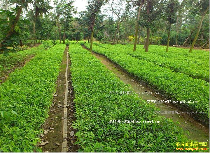 ��ֲʲô��ľ׬Ǯ����ľ�г��⼸����ľ�ȽϽ���